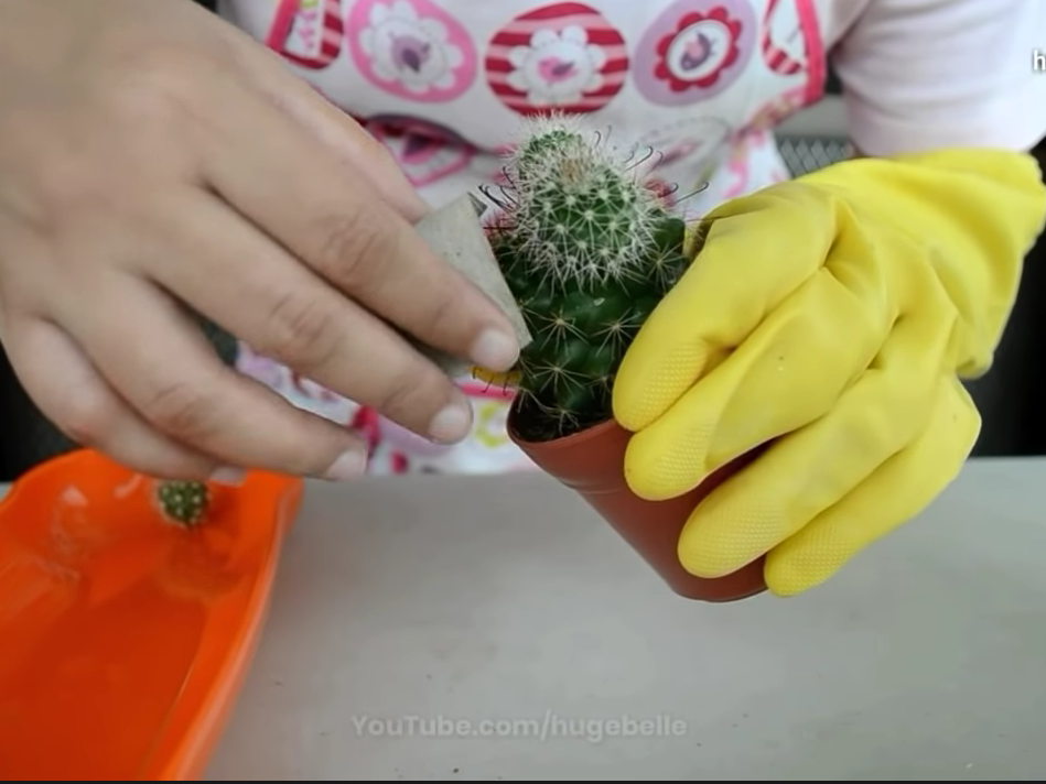 removing cactus from pot