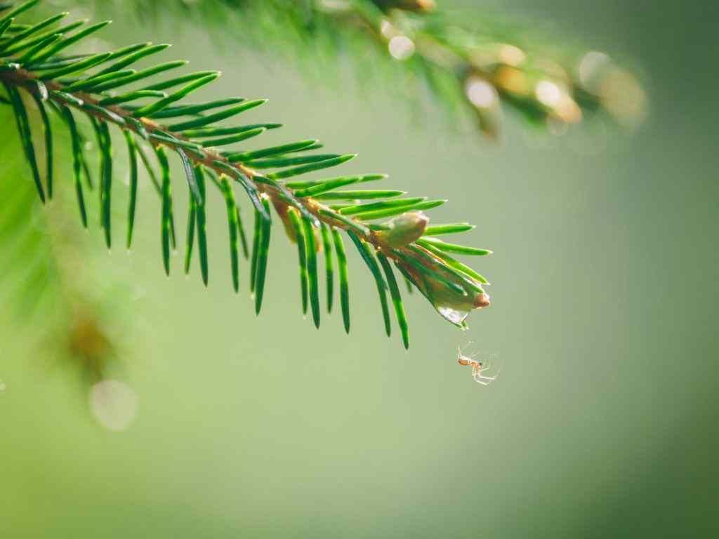 jenis daun pohon cemara