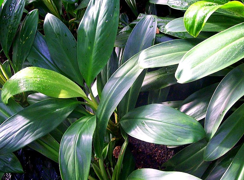 tanaman Aglaonema Nitidum