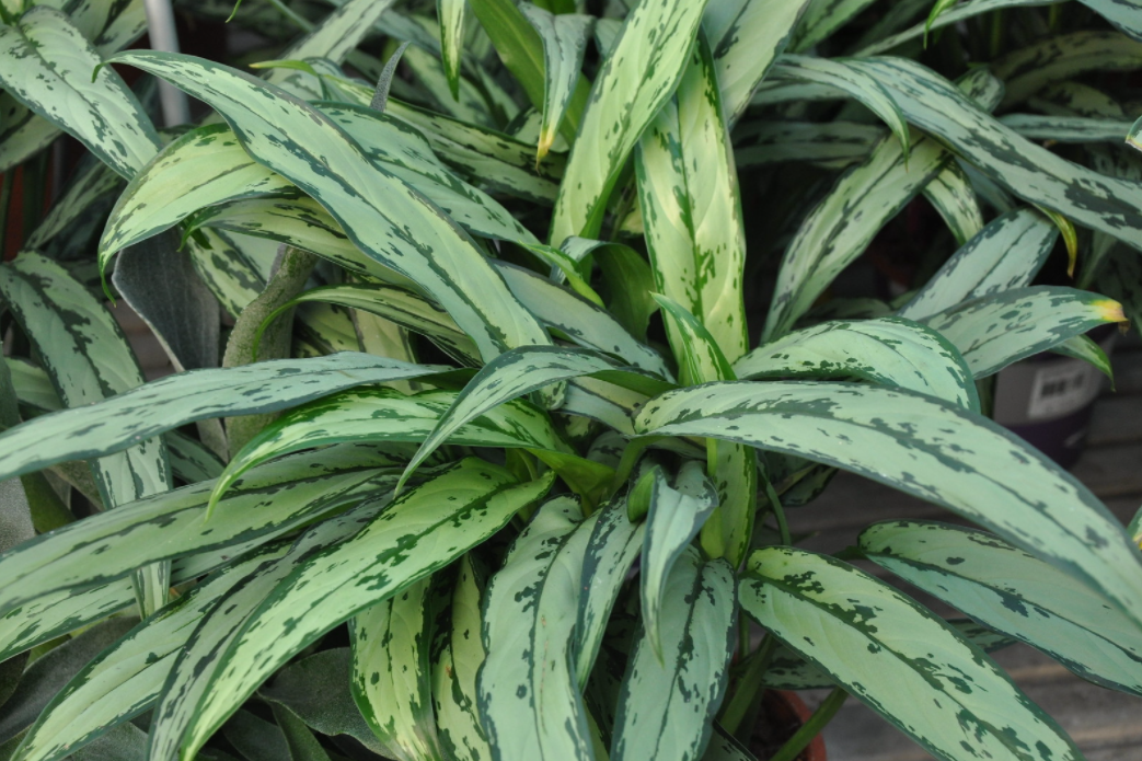 aglaonema cutlass