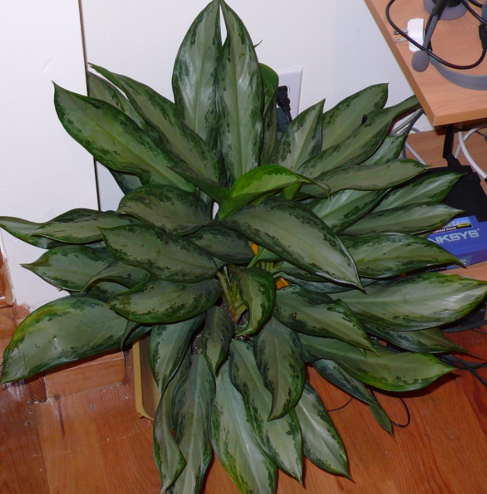 aglaonema emerald bay