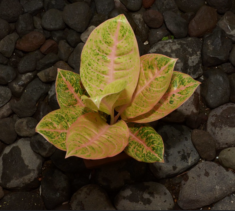 aglaonema harlequin