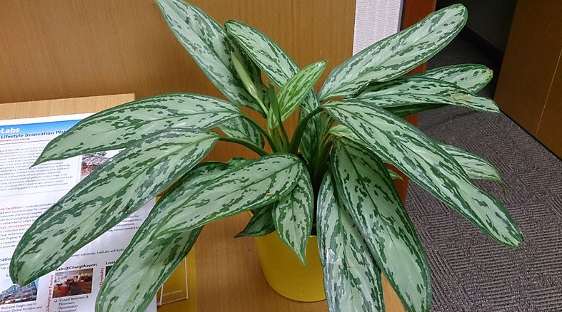 aglaonema silver queen