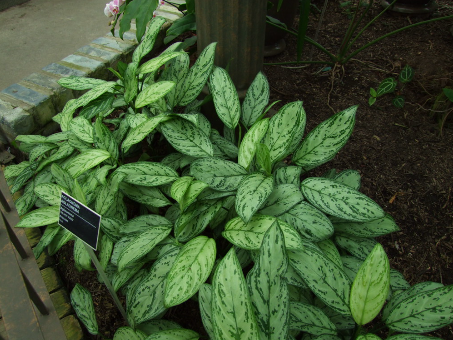 aglaonema silver king