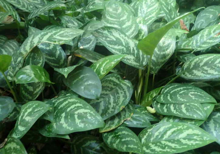 aglaonema maria