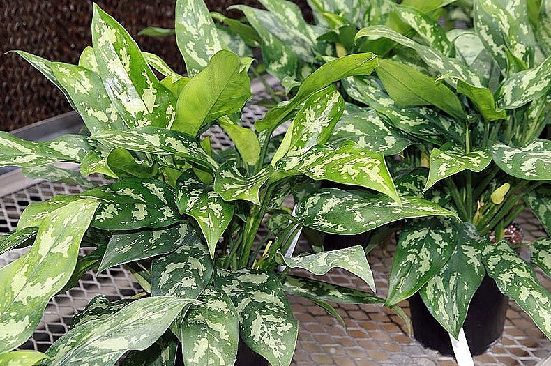 Aglaonema Maria Christina