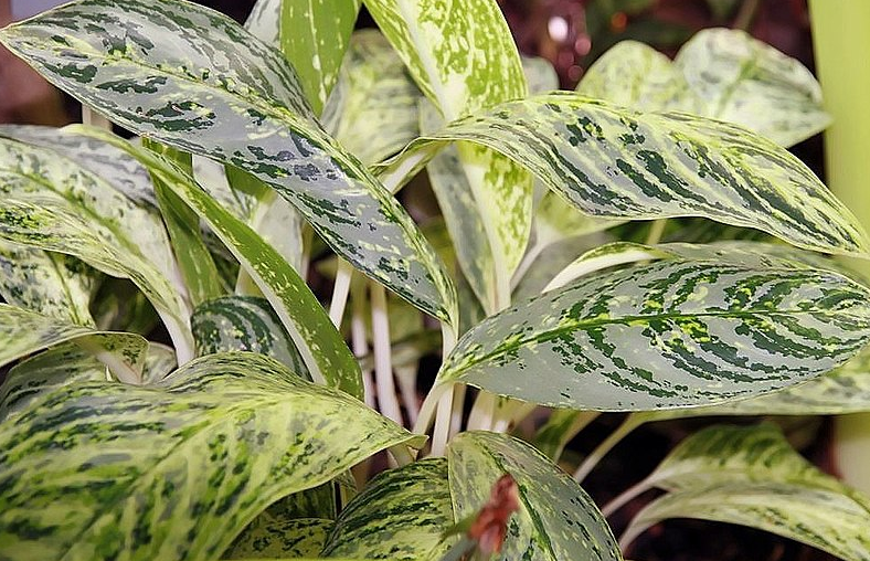 aglaonema brilliant