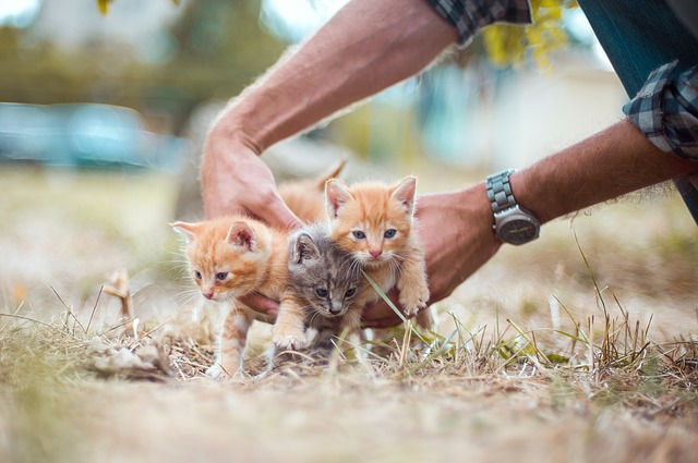 Cara merawat kucing kecil tanpa induk