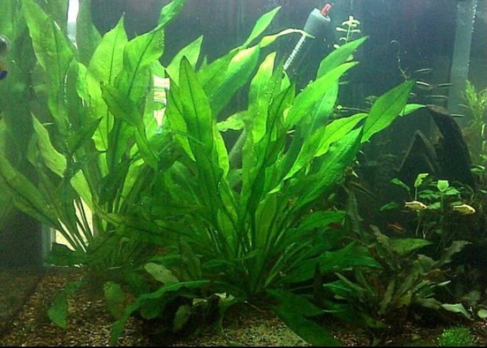 tanaman aquascape Amazon Sword