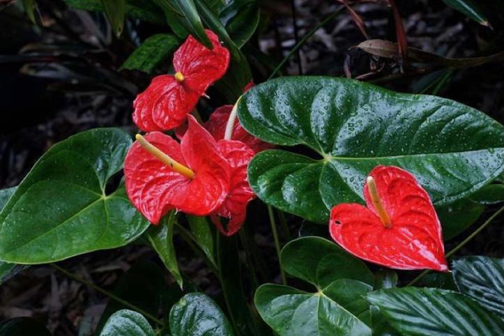 Anthurium andraeanum