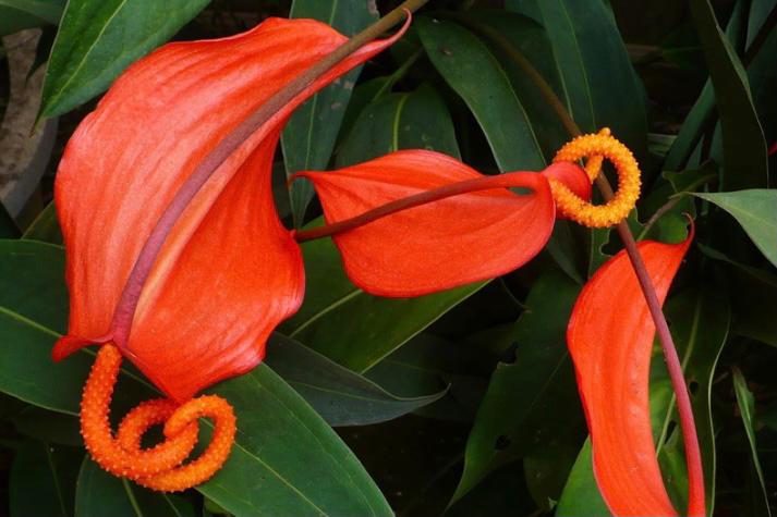 Anthurium scherzerianum