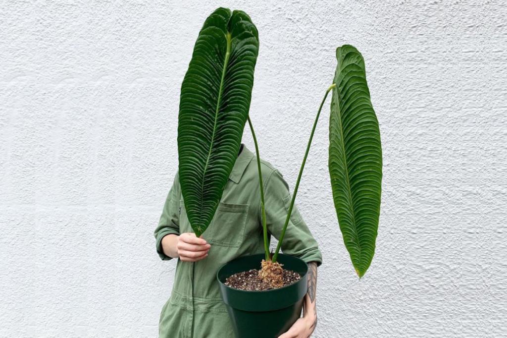 Anthurium veitchii