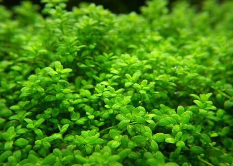 tanaman aquascape Dwarf Baby Tears