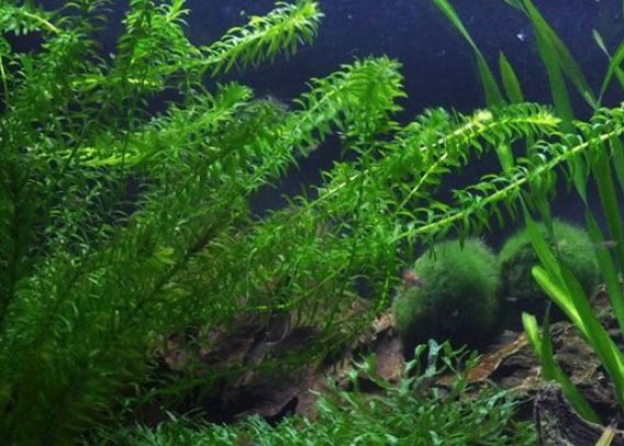 tanaman aquascape Egeria Densa