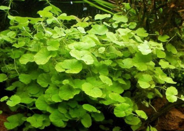 Hydrocotyle Leucocephala