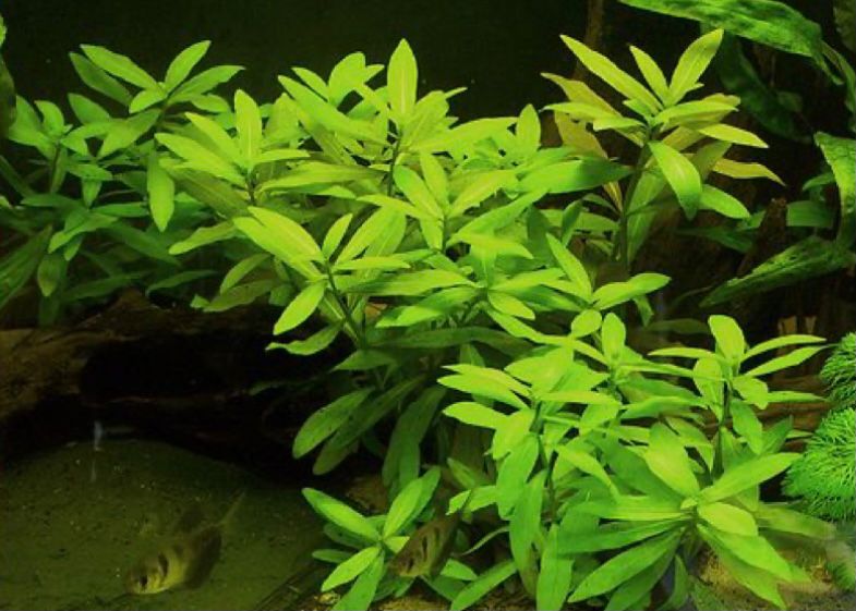 Hygrophila Polysperma