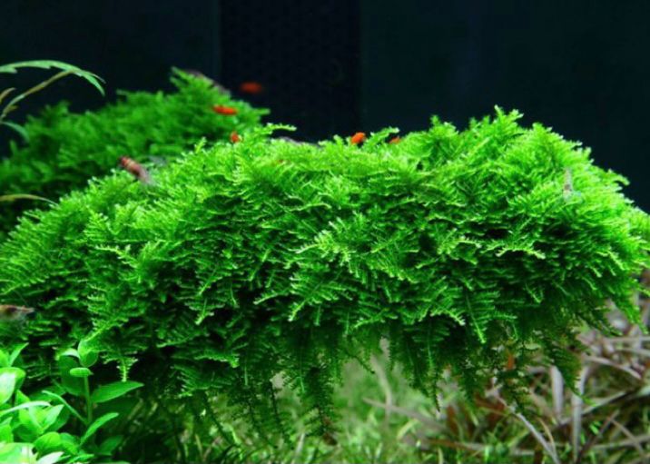 Java Moss