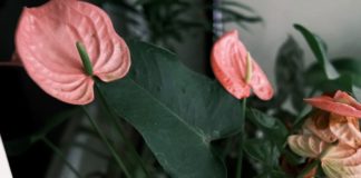 jenis anthurium populer