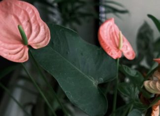 jenis anthurium populer