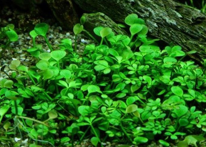 tanaman aquascape Marsilea Hirsuta