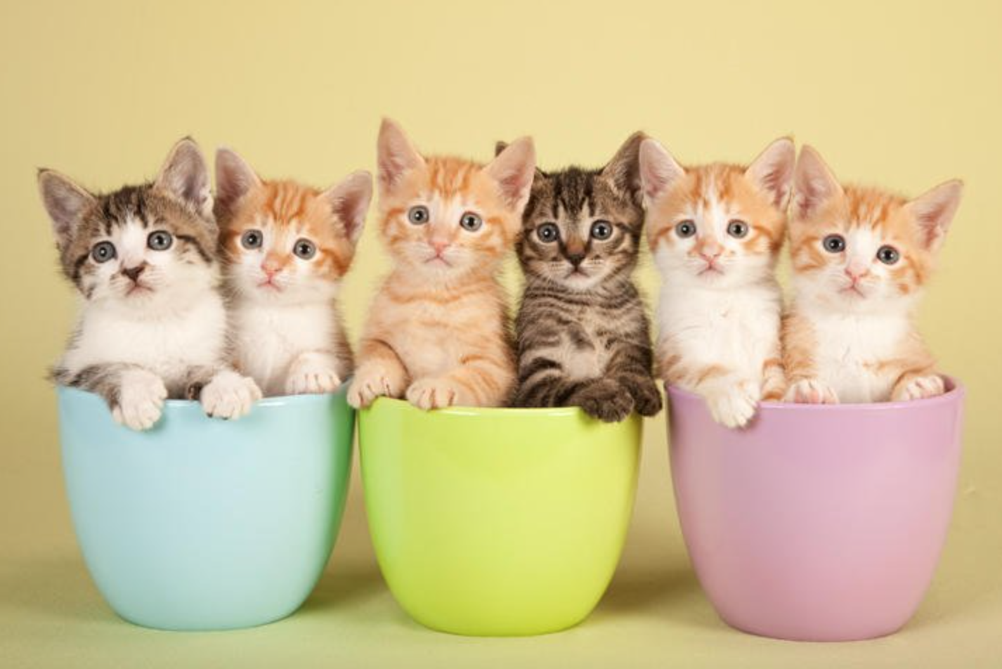 Mengenal Raw Food Untuk Kucing - Meowmagz - anak kucing makan apa