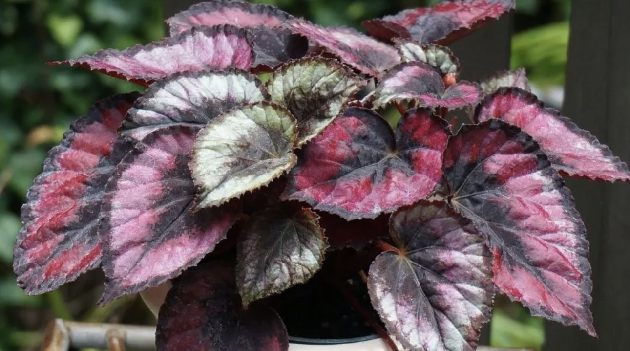 begonia rex