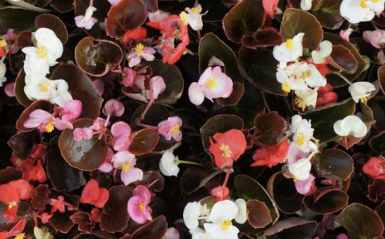 tanaman begonia