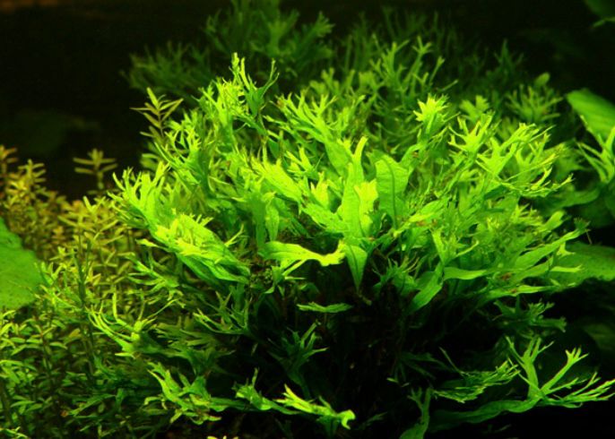 tanaman aquascape Windelov