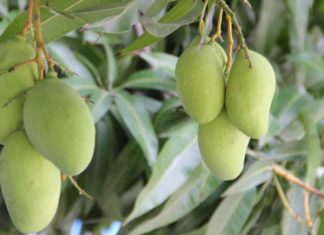 cara merawat pohon mangga