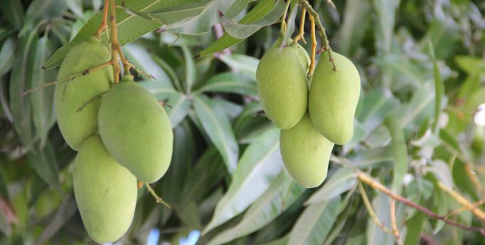 Penyerbukan antara bunga mangga arum manis dengan bunga mangga gadung merupakan jenis penyerbukan