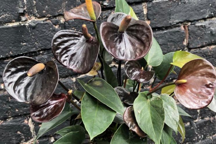 jenis anthurium black