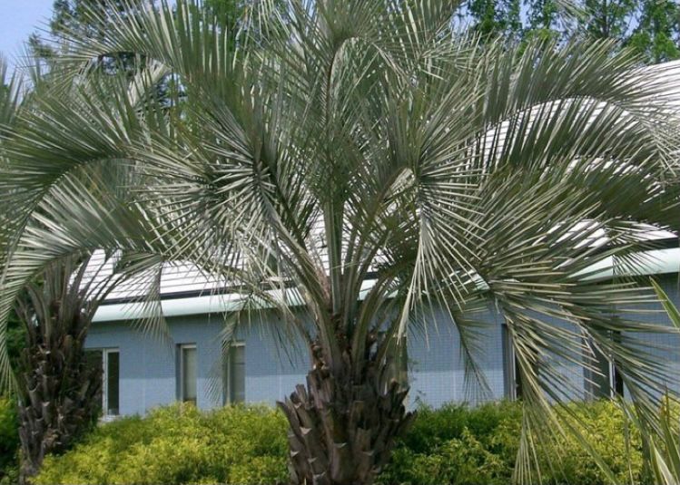 palem butia capitata