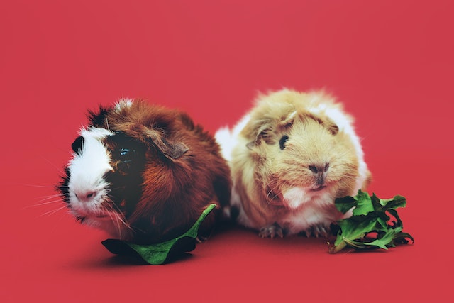 guinea pig