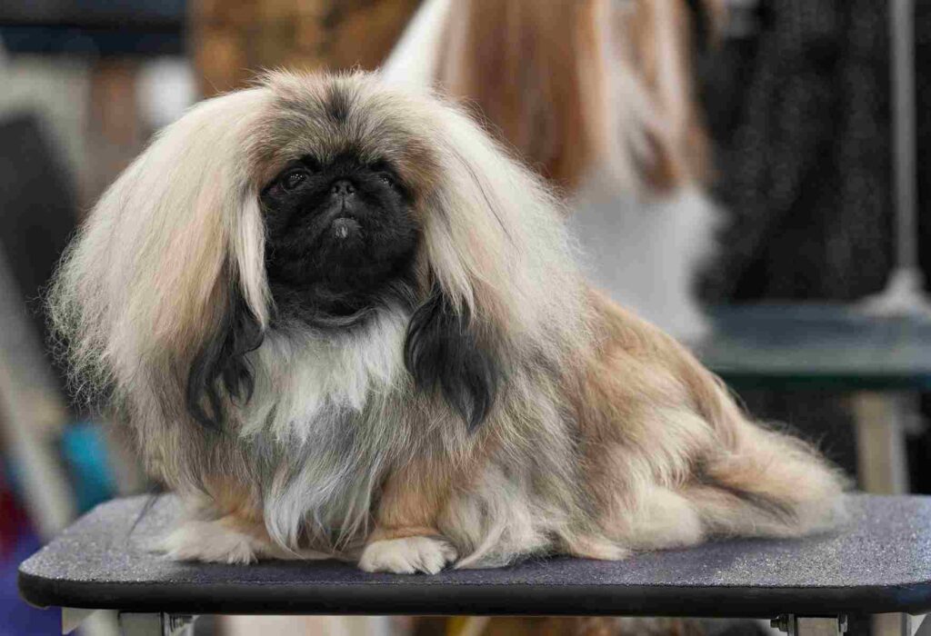 ras anjing pekingese