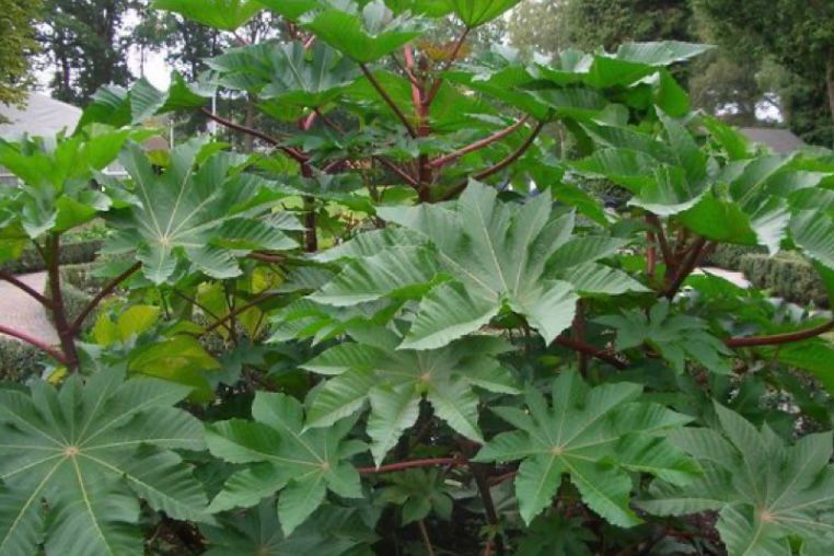 Daun jarak (castor leaves)