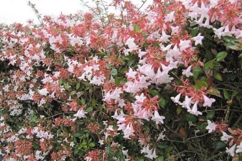 Glossy abelia