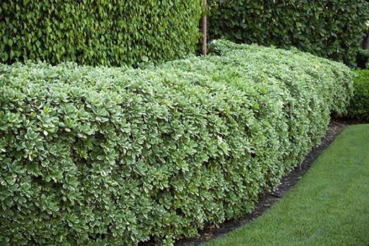 Pittosporum