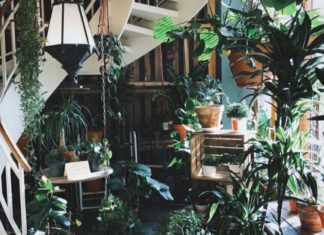 tanaman hias yang sedang populer