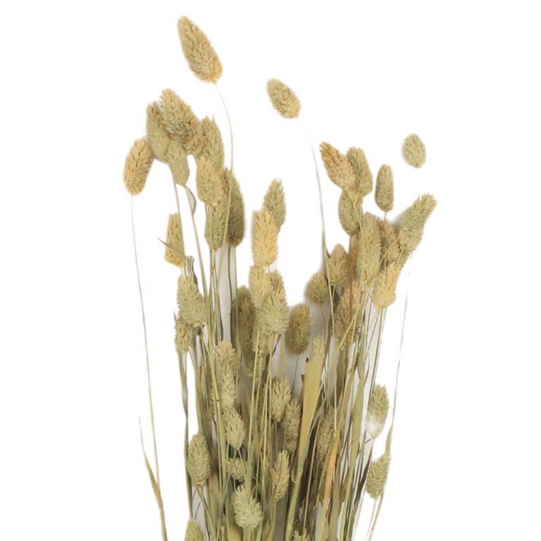 dried flower bunny tail