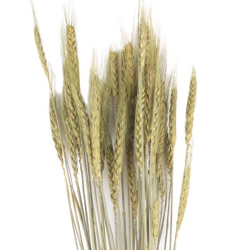 Flower dried pampas grass