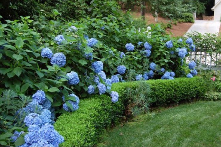 Tanaman pagar hydrangea