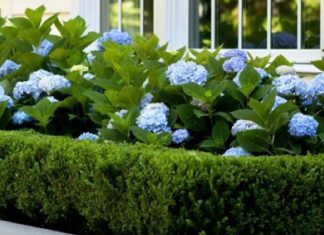 Tanaman pagar untuk rumah