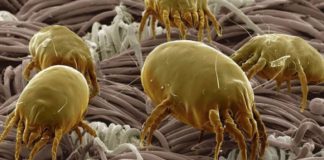 bahaya tungau sofa dan kasur