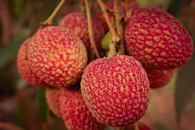 lychee buah sumber vitamin c