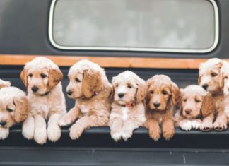 nama anjing lucu dan unik beserta arti