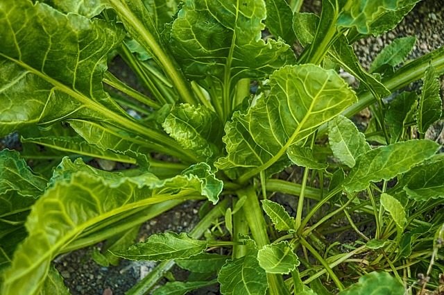 sayur yang menganung vitamin C