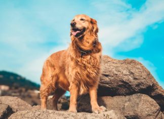 Anjing Golden Retriever