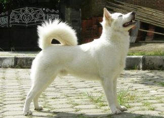 Anjing kintamani asal Bali