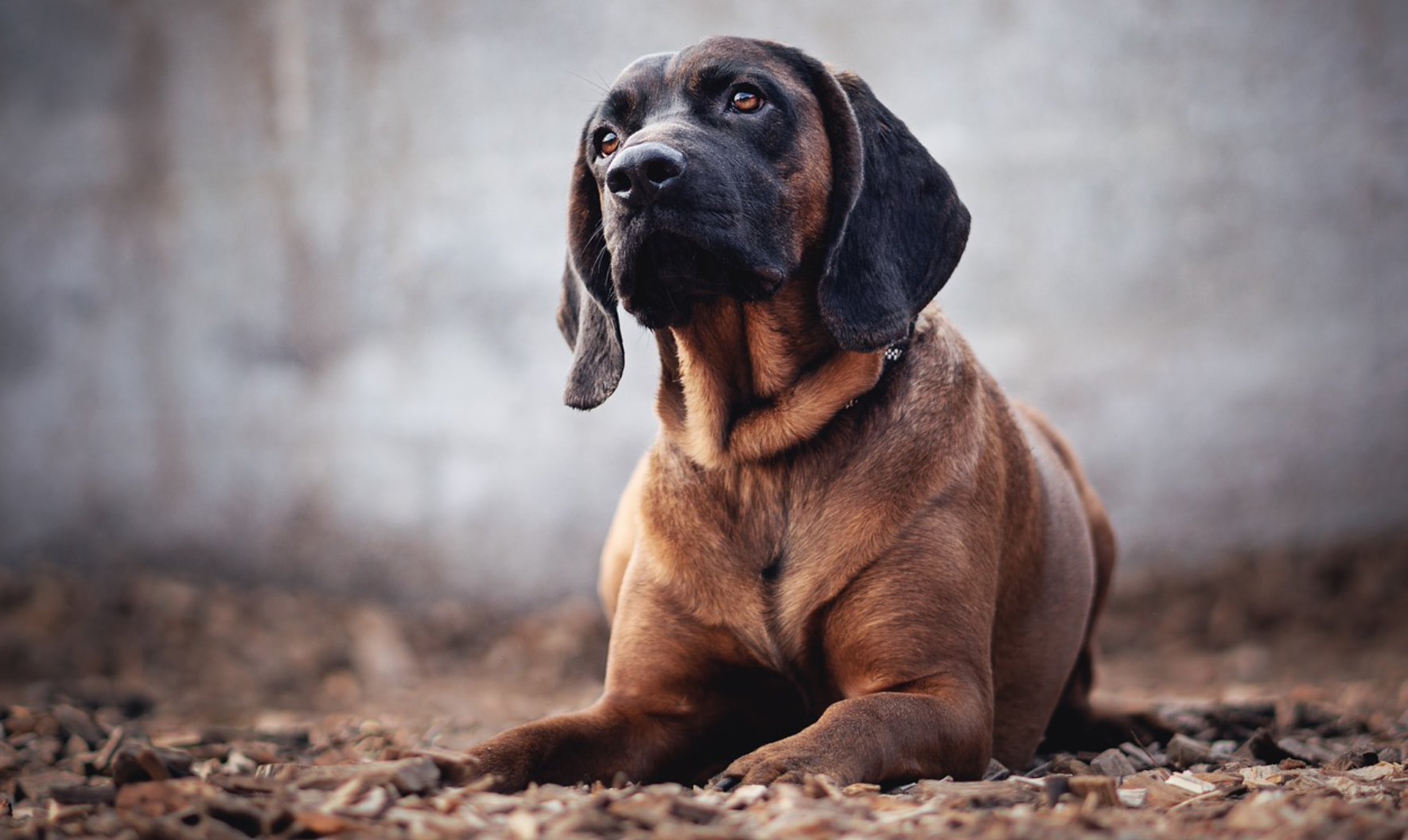 Bloodhounds