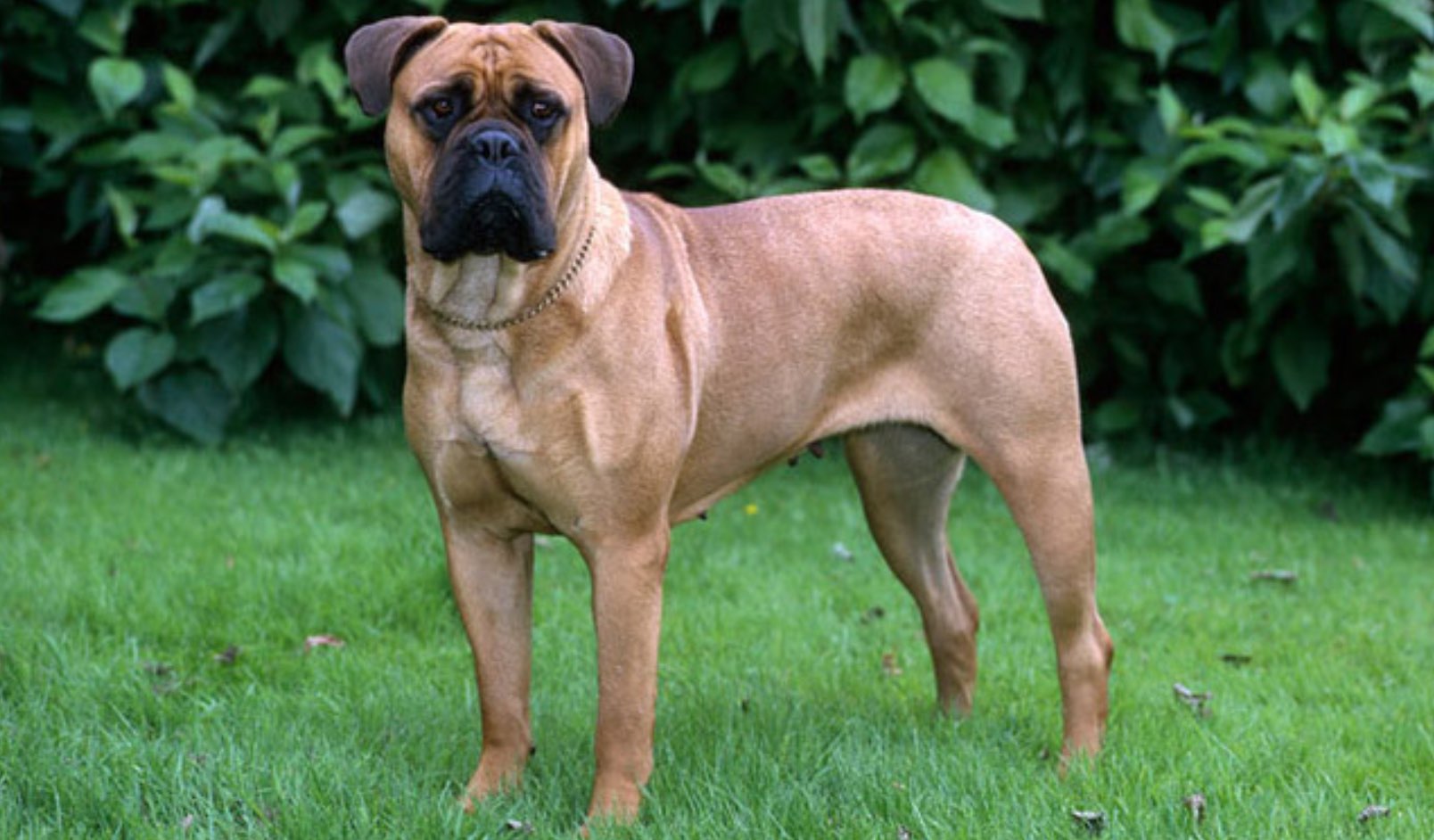 bullmastiff